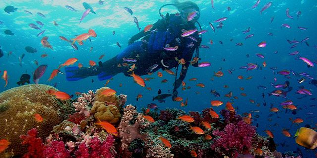 Night dive on the west coast mauritius (5)